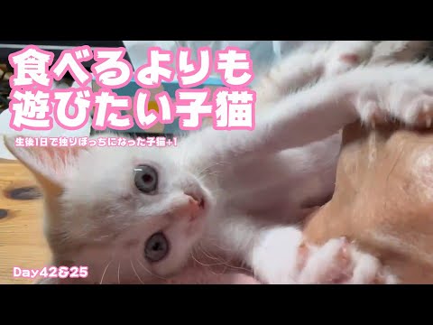 食べるより遊びたくて仕方ない困った子猫 生後1日で独りぼっちになった子猫 Day42＆25  【2023 09 27-1 】(YouTube)
