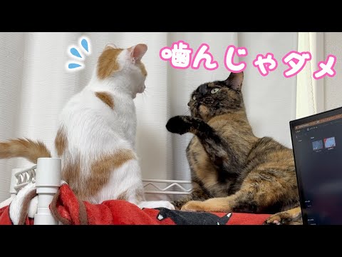 先住猫が子猫にしつけをしていました…！(YouTube)