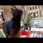 受付の黒猫ちゃん(YouTube)