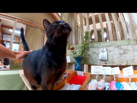 受付の黒猫ちゃん(YouTube)