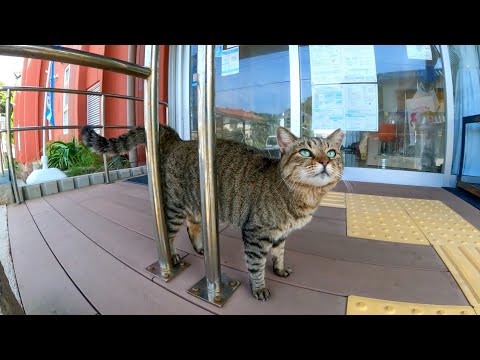 猫島の市民センターは猫が警備員(YouTube)