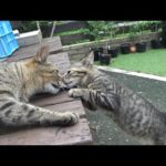 子猫があまりにも大胆に近づき過ぎた結果・・(YouTube)