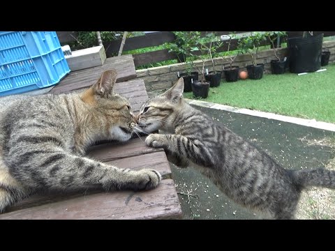 子猫があまりにも大胆に近づき過ぎた結果・・(YouTube)