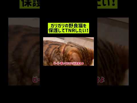 野良猫さんを地域猫さんにしたい🐈 #shorts(YouTube)