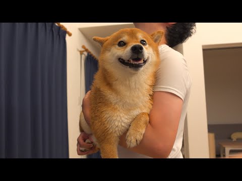 柴犬ハチを乾かせる唯一の方法が可愛すぎる。。(YouTube)
