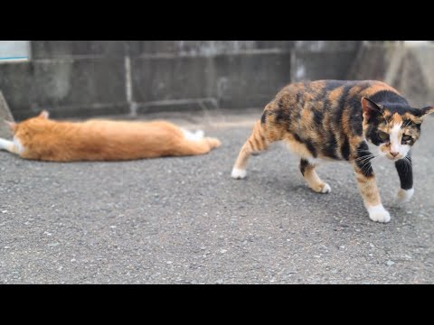 感動猫動画 のライブ配信(YouTube)
