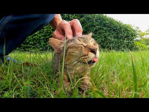 公園の猫ちゃん、頭を撫でられて喜ぶ(YouTube)