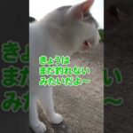 釣り人からのおこぼれ待ちの猫たちのおしゃべりが可愛い#shorts(YouTube)