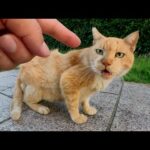 個性的な顔のおじいちゃん猫をモフる(YouTube)