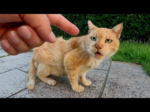 個性的な顔のおじいちゃん猫をモフる(YouTube)