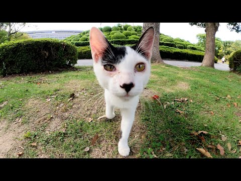 新入りの捨て猫ちゃんが初対面なのにメチャクチャ甘えてきた(YouTube)