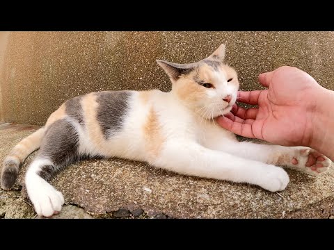 ツンデレの三毛猫ちゃんがあごの下をモフられてウットリする(YouTube)