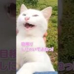 他の猫にとられないように必死な猫が可愛すぎる#shorts(YouTube)