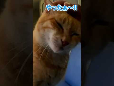 隣に座ってきた猫 #shorts(YouTube)