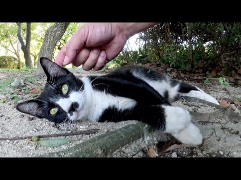 可愛らしいハチワレ子猫をモフっていたらウトウトと寝落ちしたw(YouTube)
