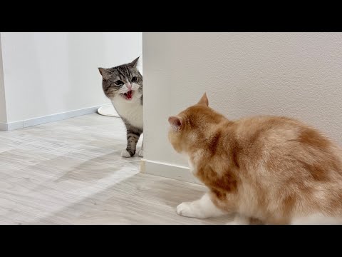 1年ぶりに弟と再会したら猫がまさかのこうなっちゃいました…(YouTube)