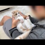 弟に本気噛みしちゃってお説教されてる子猫の反応がかわいすぎました笑(YouTube)