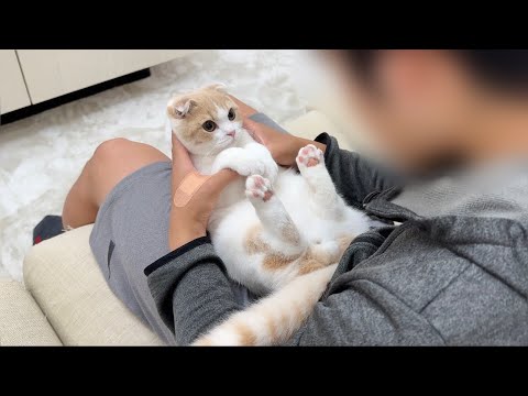 弟に本気噛みしちゃってお説教されてる子猫の反応がかわいすぎました笑(YouTube)