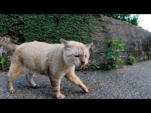 猫島の重鎮猫「今から隣町の餌場に行くんで付いてこい。オマエも食わしてやるよ」(YouTube)