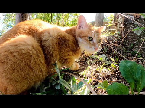 美猫の茶トラ猫が短い尻尾と可愛いお尻を見せつけてくる(YouTube)