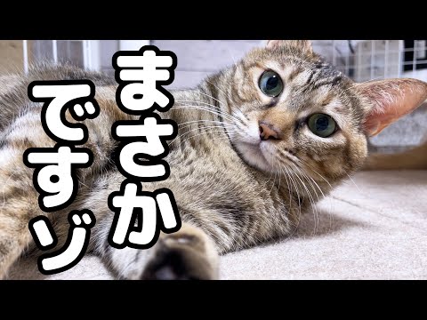 後輩猫の変な動きに驚いた猫がやらかしてしまった笑(YouTube)