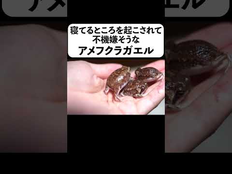 寝てるところを起こされて不機嫌そうなアメフクラガエル(YouTube)
