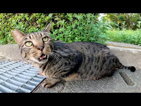 元気な声で鳴くキジトラ猫をモフったら喉をならして喜んでくれた(YouTube)