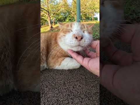 あごの下をモフられて喉をゴロゴロと鳴らす猫　 #猫 #野良猫 #野郎が撮った猫動画(YouTube)