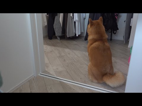 早く会いたい！片想い中の柴犬が散歩をアピールする様子が可愛すぎた。(YouTube)