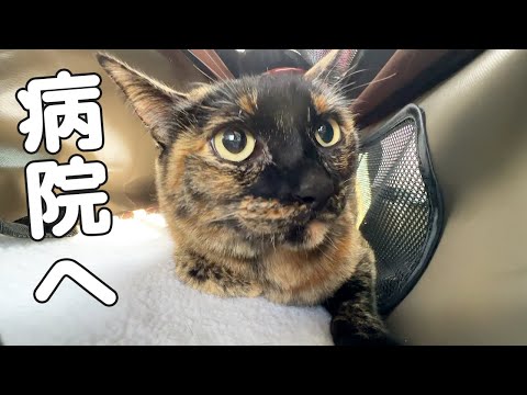モモの様子がおかしいので急遽病院へ行ってきます！(YouTube)