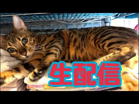 【生配信9/17】3連休満喫中の方もお仕事の方も猫でも見てほっこりしませんか？生配信(YouTube)