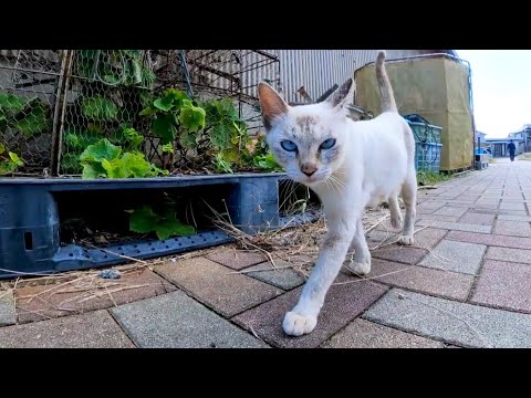 島から帰る時港まで付いてくる猫(YouTube)
