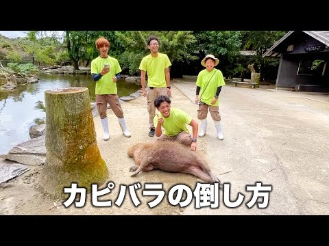 飼育員は秒でカピバラを倒します。(YouTube)