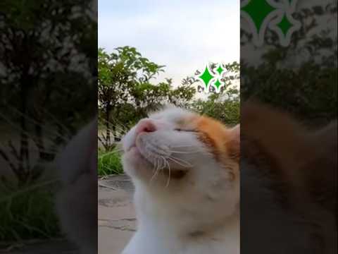 撫でられた顔が笑ってるように見えて可愛い…(YouTube)