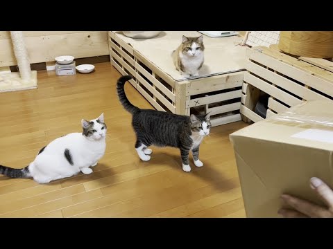 またたびを空気砲で発射したら猫はどうなるのか検証してみた(YouTube)