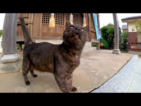 神社の境内で寝ていた黒猫ちゃん、近くに行くと起きてモフられにきた(YouTube)