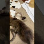 捨てられていた子猫を病院に連れて行こうとすると…　#shorts(YouTube)