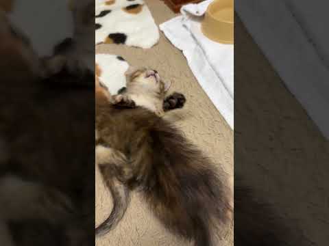 捨てられていた子猫を病院に連れて行こうとすると…　#shorts(YouTube)