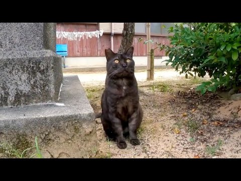 神社のよく喋る黒猫ちゃん、今日は石碑の後ろに隠れていた(YouTube)