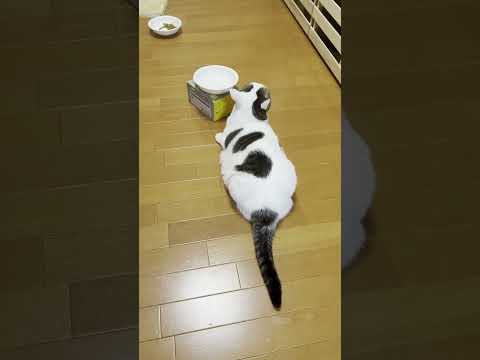 無言で「ごはんくれ」な猫(YouTube)