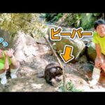 飼育員がビーバーの展示場の改修工事を行ったらハプニングがww(YouTube)