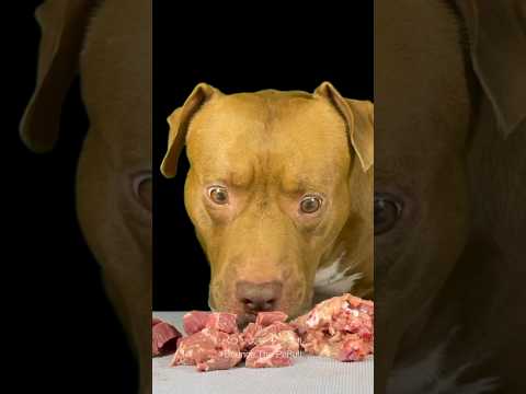 集中して食べると顔が少し怖くなる犬😂(YouTube)