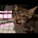 猫カゼで目が塞がり脱水症状の子猫を託されました モウバタバタでミルクひっくり返しました 【2023 09 01-3】(YouTube)