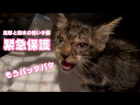 猫カゼで目が塞がり脱水症状の子猫を託されました モウバタバタでミルクひっくり返しました 【2023 09 01-3】(YouTube)