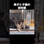 柴犬パパと子猫の初対面。控えめな柴犬に子猫の心が…　#shorts  #子猫(YouTube)