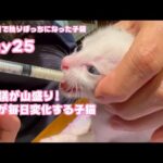 不思議！毛色が毎日変わる子猫 生後1日で独りぼっちになった子猫 Day25 【2023 09 10-1】(YouTube)
