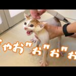 子猫の初シャンプーは大絶叫で激おこでした…(YouTube)