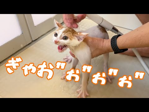 子猫の初シャンプーは大絶叫で激おこでした…(YouTube)