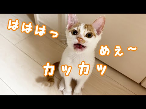 独特なクラッキングをする子猫トロくん！(YouTube)