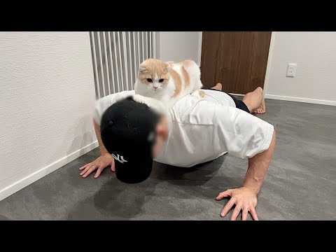 腕立て伏せしてると背中に乗って指導してくる猫がかわいすぎましたwww(YouTube)